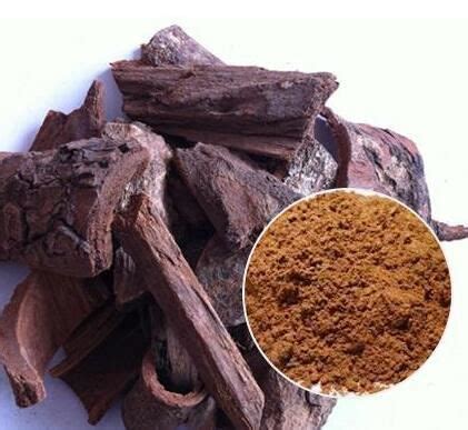 Pygeum Bark Extract Manufacturer Undersun