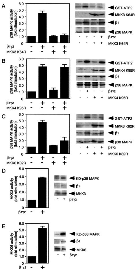 Parallel Regulation Of Mitogen Activated Protein Kinase Kinase Mkk