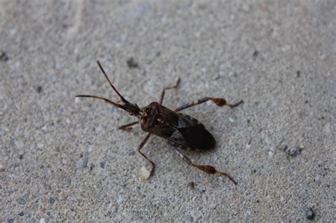 Western Conifer Seed Bug - Bangor Land Trust