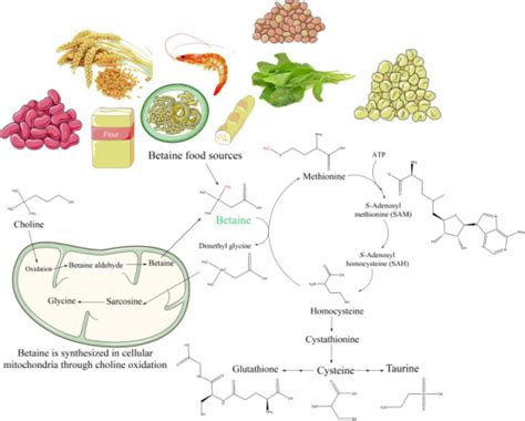 Trimethylglycine - FocusHerb