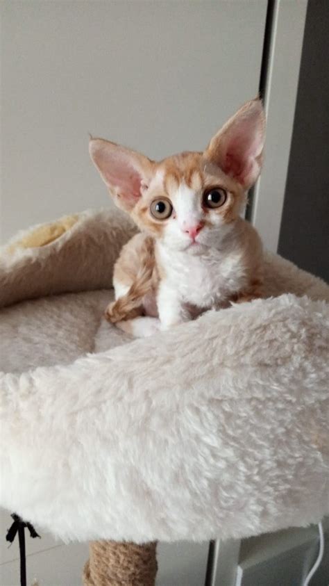 Create Meme Cat Cornish Rex The Breed Is Cornish Rex Breed Devon