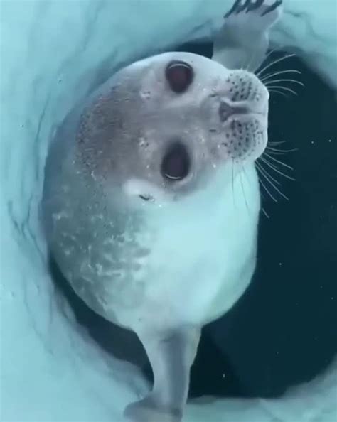 When relaxed, seal nostrils close and are water-tight. When they flex ...