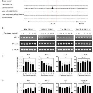 BLCA cells have a selectively open chromatin state at the BCL2 locus ...