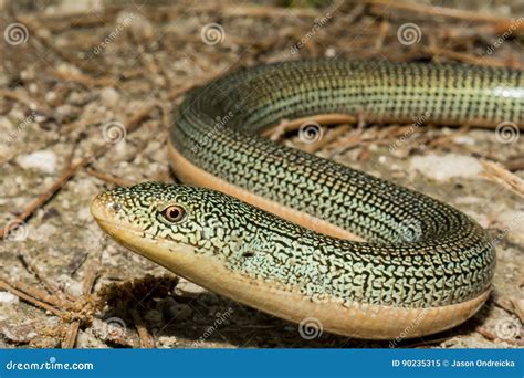 Eastern Glass Lizard Stock Image Image Of Diurnal Crawling 90235315