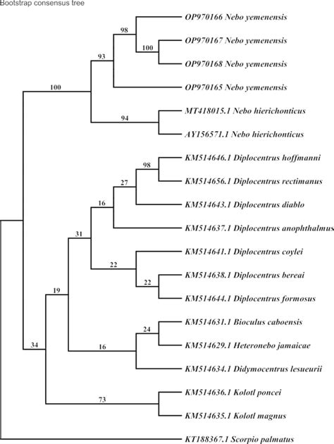 Maximum Parsimony Phylogenetic Tree Of Genus Nebo And Other