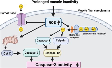 Increased Ros Production In Muscle Fibers Can Activate Caspase 3 Via Download Scientific