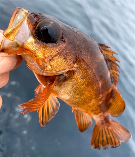 アングラー九州 さんの 2020年06月06日のメバルの釣り・釣果情報響灘 アングラーズ 釣果600万件の魚釣り情報サイト