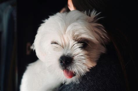 Understanding Shih Tzu Skull Issues: What You Need to Know