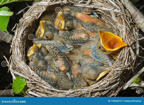 nest  thrush  stock photo image  animal breeding