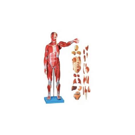 Multicolor Pvc Human Full Size Torso Model For Hospital At Rs In