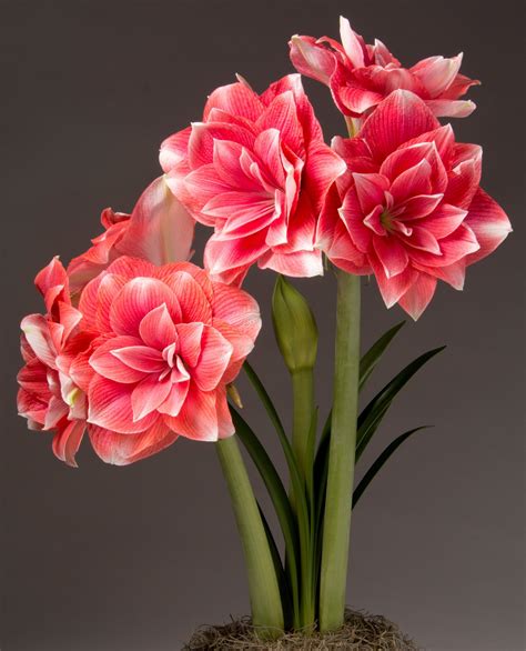 Double Dream Amaryllis Bare Bulb Bulb And Blossom