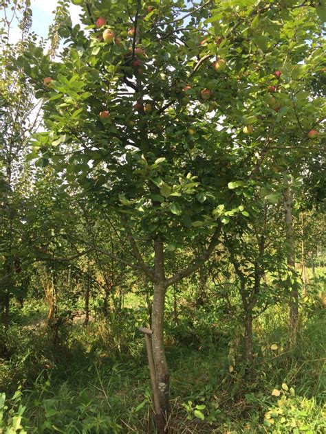 Brabantse Bellefleur Halfstam Cm Floris Natuurlijke Bomen