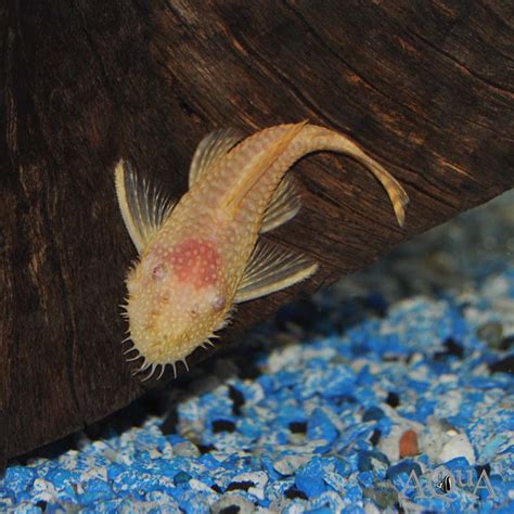 Albino Bristlenose Pleco Ancistrus Cirrhosus AquaSnails