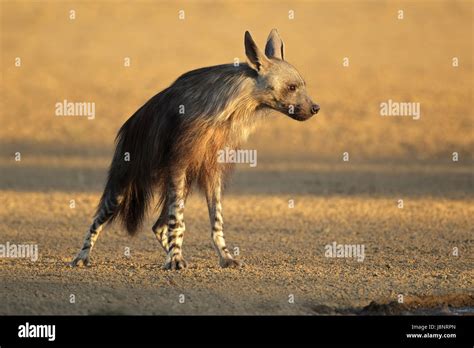 Brown Brownish Brunette Africa Scavenger African Hyaena Hyena Predator Stock Photo Alamy