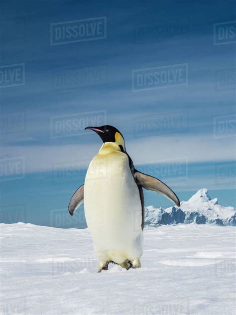 World S Largest Penguin Emperor Penguins Aptenodytes Forsteri On Sea