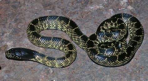 Lampropeltis getula - Alchetron, The Free Social Encyclopedia