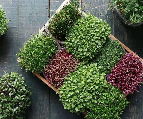 microgreens  grow indoors  easy crops   homes  gardens