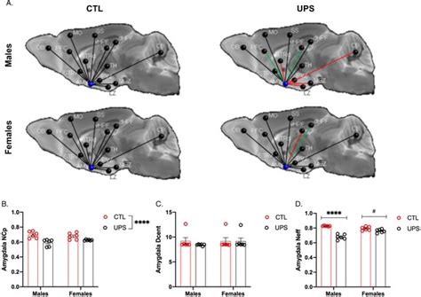 Early Life Stress Causes Sex Specific Changes In Adult Fronto Limbic Connectivity That