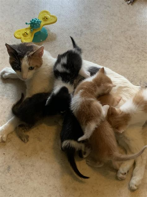 Briarcrest Veterinary Care Center - The best time to think about