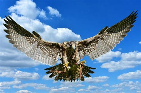 ultimate birds  prey raptor identification guide  trippy life