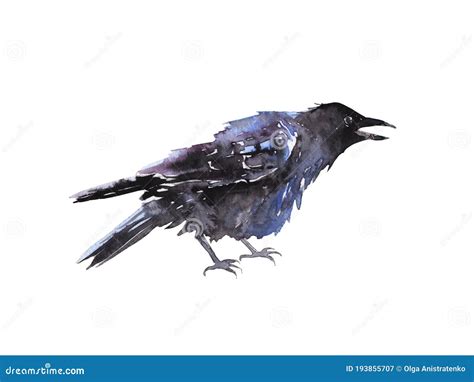 Watercolor Drawing Of An Animal Black Raven Ruffled Bird Stock Image