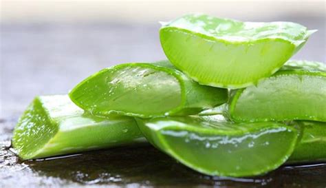 khasiat aloe vera  luar biasa syaf unica indonesia