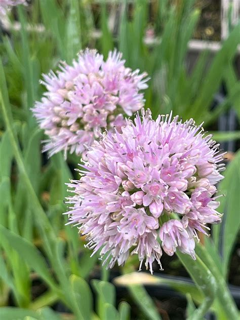 Allium nutans 'Isabelle' – Edulis