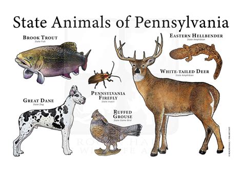 Pennsylvania State Animals Poster Print - Etsy
