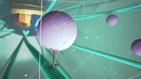 Cytoskeleton inside a cell - Stock Video Clip - K005/0831 - Science ...