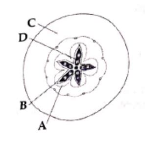 Which part of the fruit, labelled in the given figure makes it a false fruit?