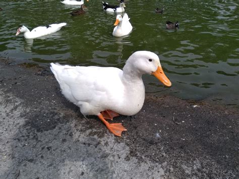 Smiley duck. : r/duck