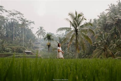 Are The Tegalalang Rice Terraces Worth Visiting In 2025 The Common Wanderer