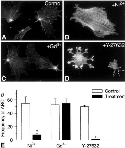 Reorganization of the F-actin cytoskeleton in response to mechanical ... 