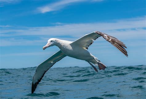 The Unbelievable Size of an Albatross' Wingspan