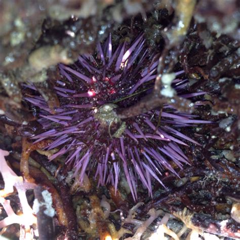 Purple Sea Urchin Project Noah