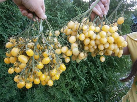 Сумасшедшие черри Барри - Альбомы - tomat-pomidor.com