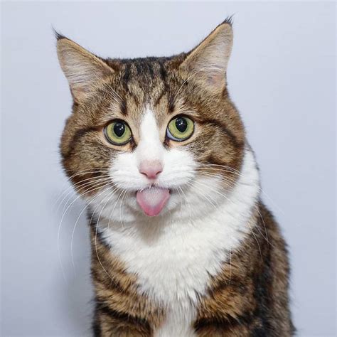 cat     internet   hilarious facial