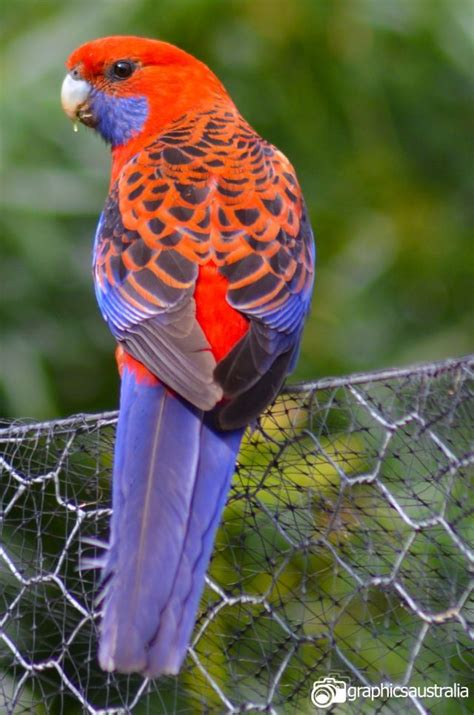 Розелла Болезнь Розелла Розелла Детская Фото – Telegraph