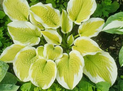 Хоста Дельта Даун купить во Владимире в питомнике с доставкой