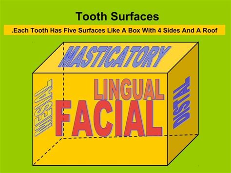 2 Human Dentition Intro 2 Ppt