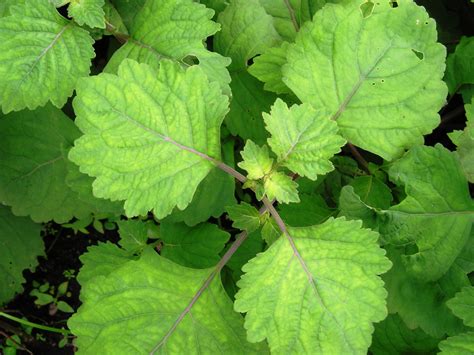Indonesian Patchouli Perfume Indonesian Patchouli Fragrance