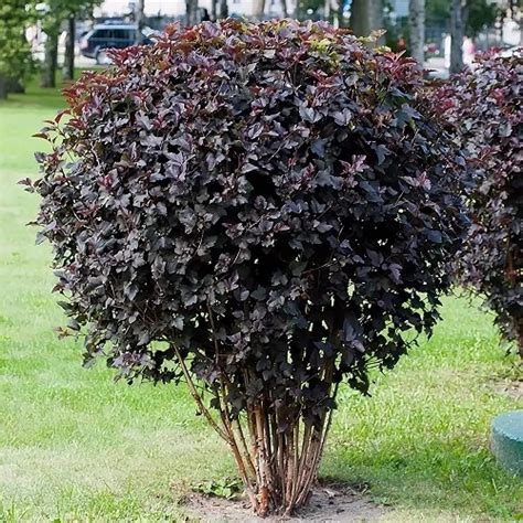 Пузыреплодник Андре (70 фото) » НА ДАЧЕ ФОТО