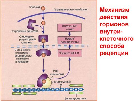 Гормоны-1 - презентация онлайн