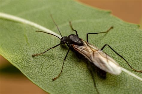 Carpenter Ants With Wings in House: Everything You Need to Know