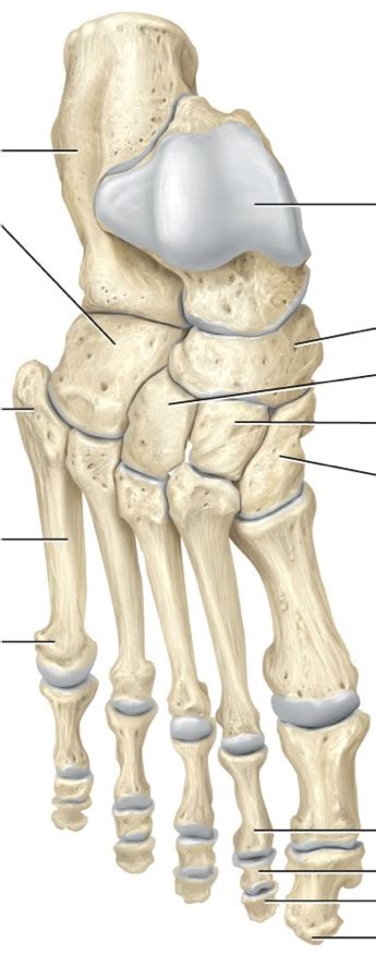 Tarsals Metatarsals And Phalanges Chapter Diagram Quizlet