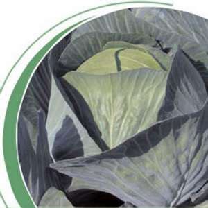 Капуста Лион F1 (белокочанная), купить семена 2500, Nickerson Zwaan ...