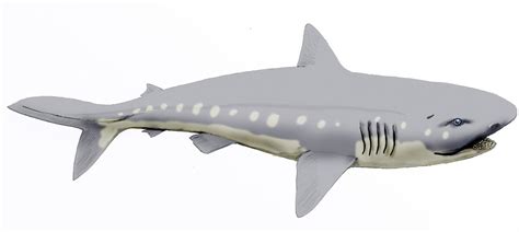 Ptychodus Chondrichthyes Wiki Fandom