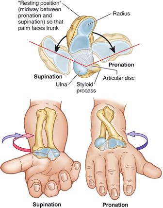Anatomy Week 6- MSK of the wrist and hand Flashcards | Quizlet