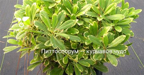 Среди крупных комнатных любимцев кустарники или деревья, внешность ...