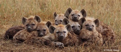 Hyena Project